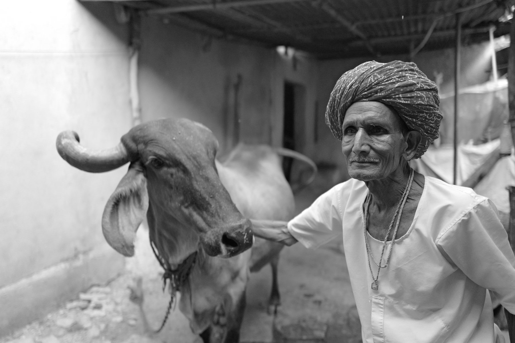 An old man in a turban rests his hand on the neck of a long-eared cow