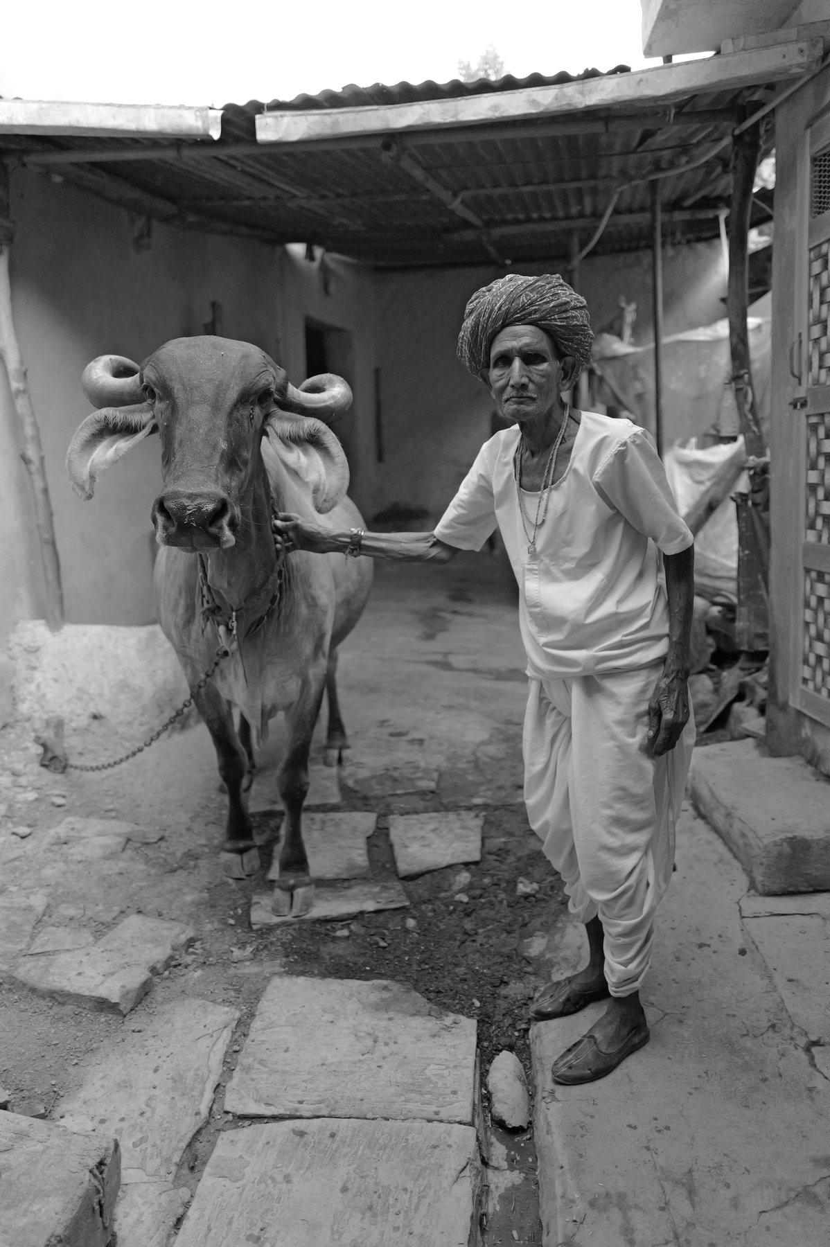 An old man in a turban leads a cow with long ears through a courtyard
